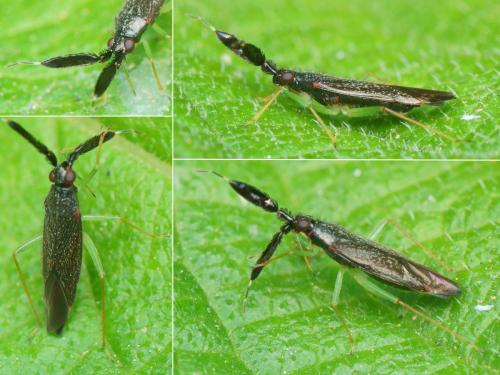 Réf. 285 476 : Heterotoma planicornis